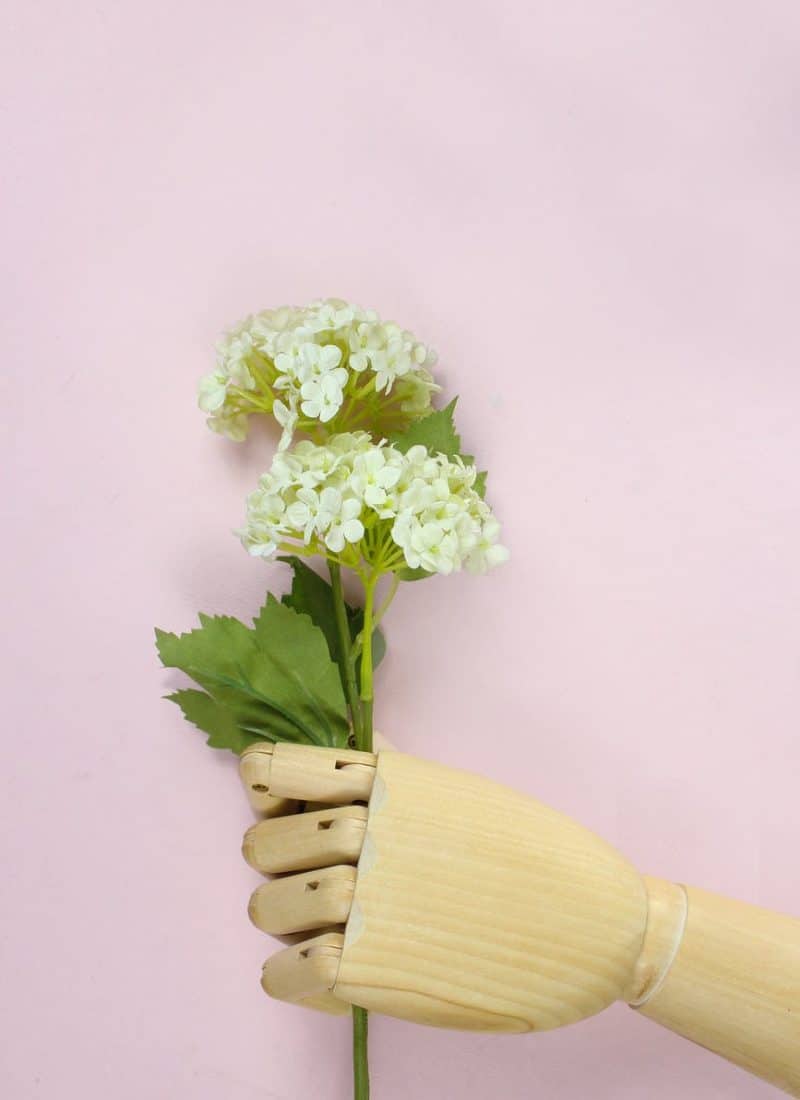 brown wooden hand holding white hydrangea flowers