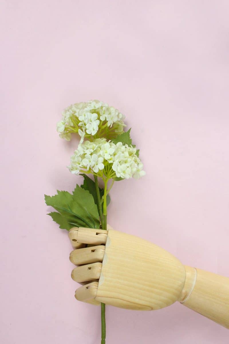 brown wooden hand holding white hydrangea flowers